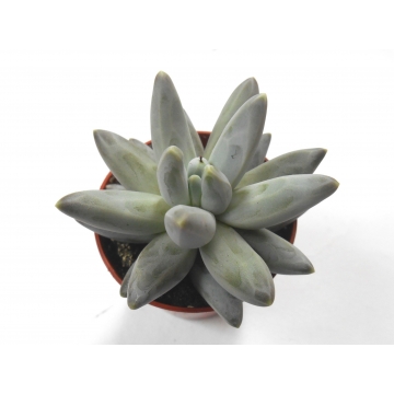 Echeveria hookeri