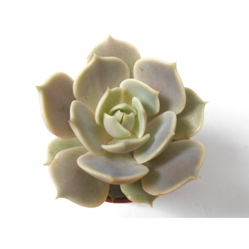 Echeveria lola