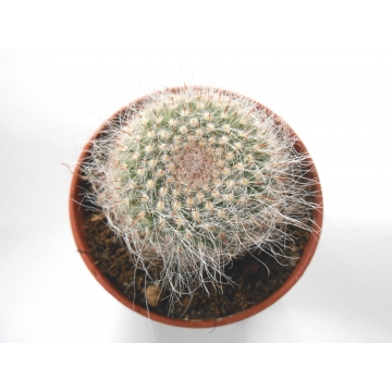 Mammillaria hahniana