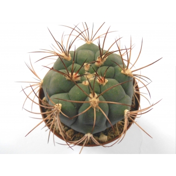 Gymnocalycium saglione