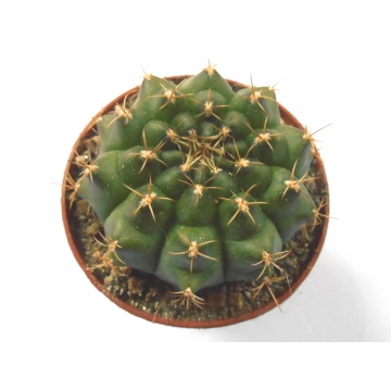 Gymnocalycium anisitsii...