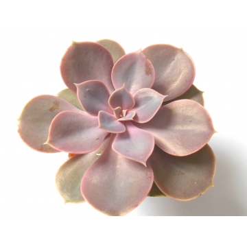 Echeveria perle von nurn