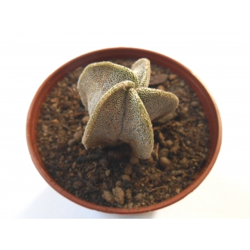 Astrophytum myriostigma...