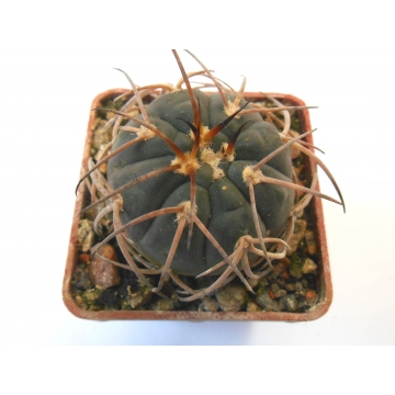 Gymnocalycium spegazzinii