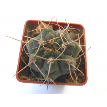 Gymnocalycium bicolor v...