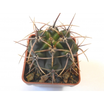 Gymnocalycium monvillei...