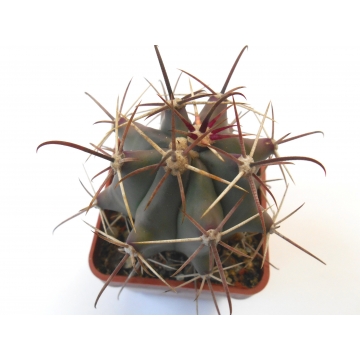 Ferocactus townsendianus...