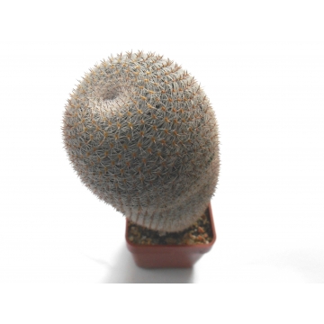 Mammillaria pseudoperbella