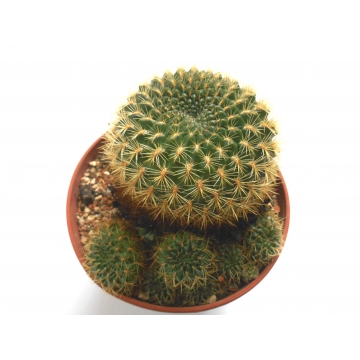 Sulcorebutia flavissima