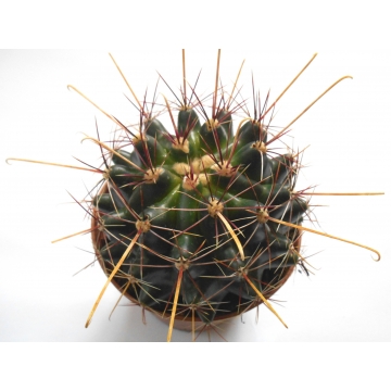 Ferocactus hamatacanthus