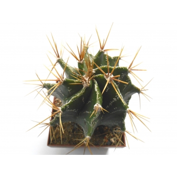 Astrophytum ornatum RS 543...