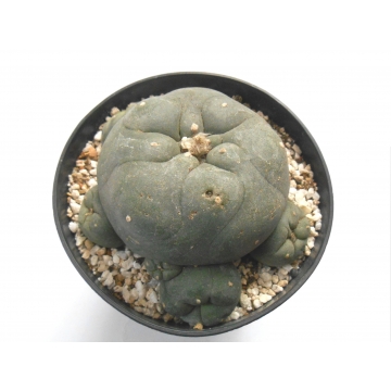 Lophophora diffusa ssp