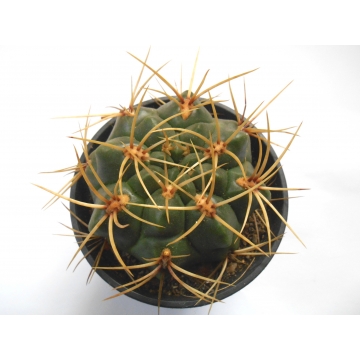 Gymnocalycium monvillei