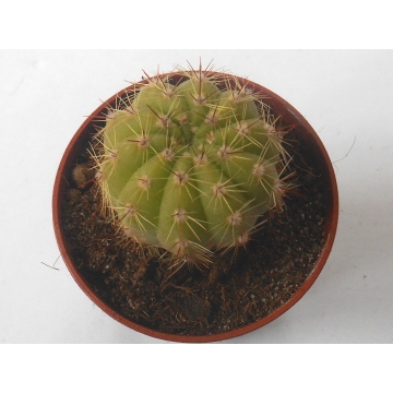 Kaktus Notocactus glaucinus