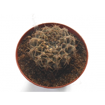 Gymnocalycium brachypetalum 