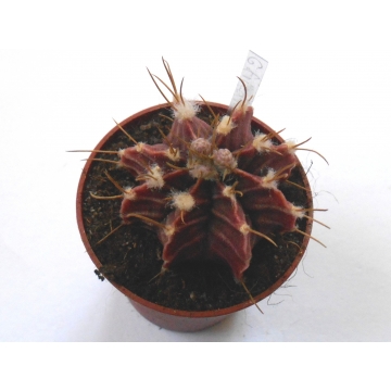 Gymnocalycium friedrichii